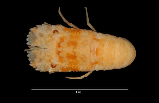 Image of Chace slipper lobster