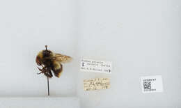 Image of Polar Bumble Bee