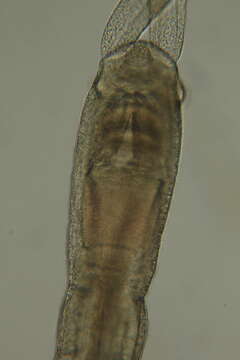 Image of Megadrilus Martinez, Di Domenico, Rouse & Worsaae 2015