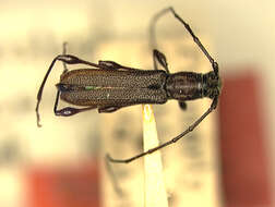 Image of Rhopalophora bicolorella Knull 1934