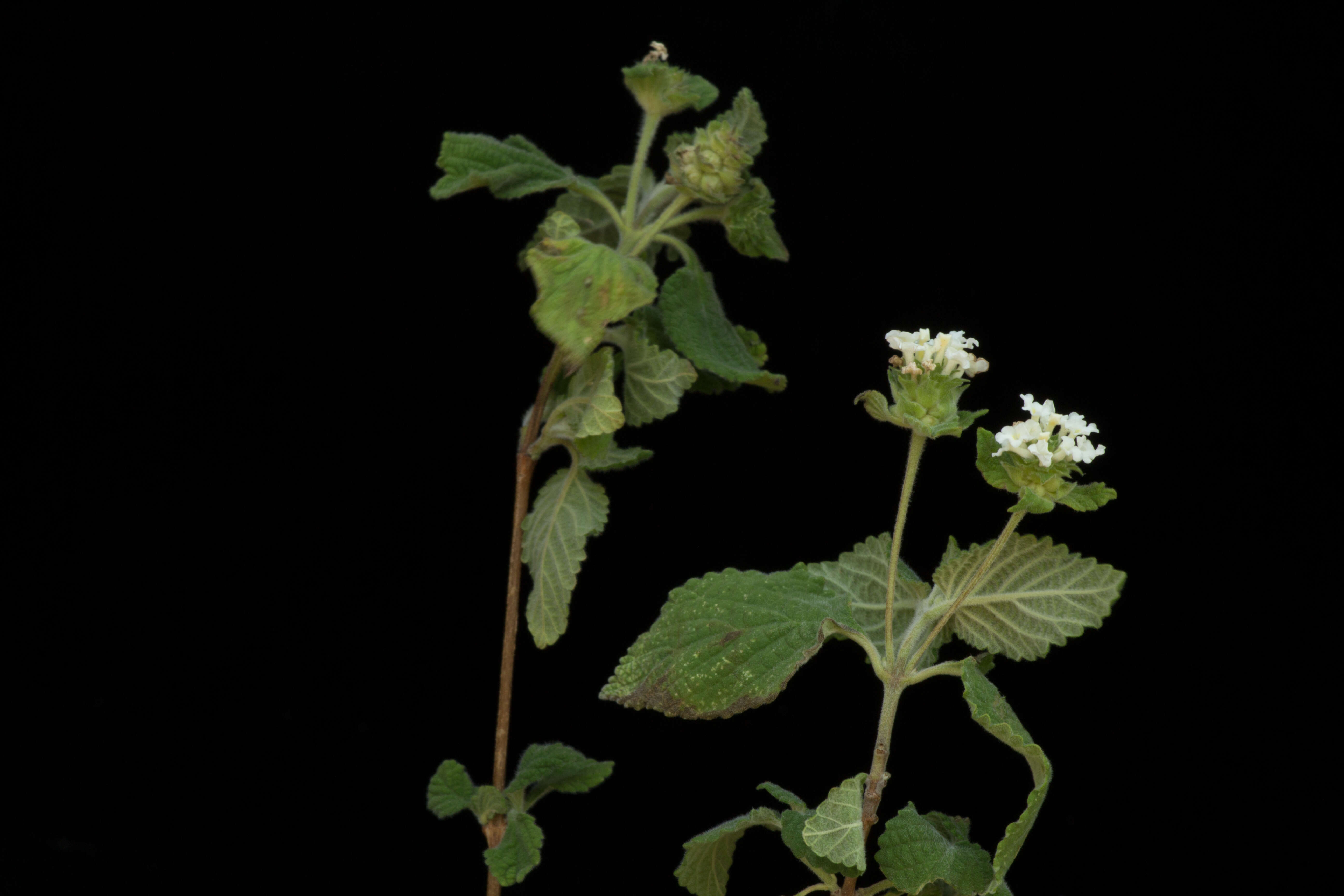 Image of Lantana hirta Graham