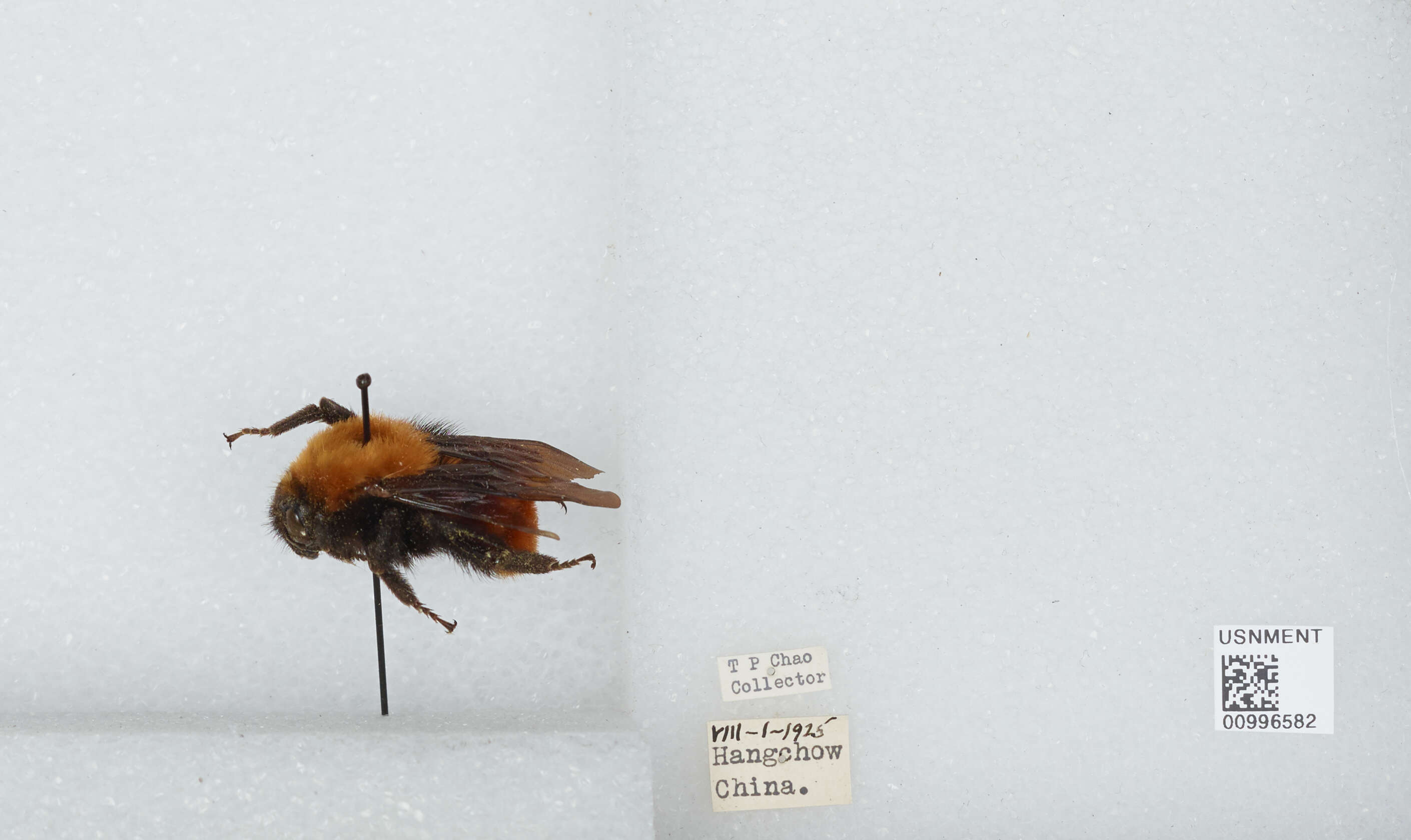 Image of Bombus atripes Smith 1852