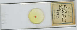 Image de Distoma areolatum Rudolphi 1809