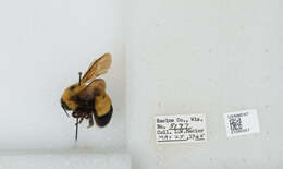 Слика од Bombus affinis Cresson 1864