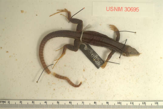 Image of Ameiva polops Cope 1862