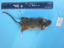 Image of White-footed Deermouse