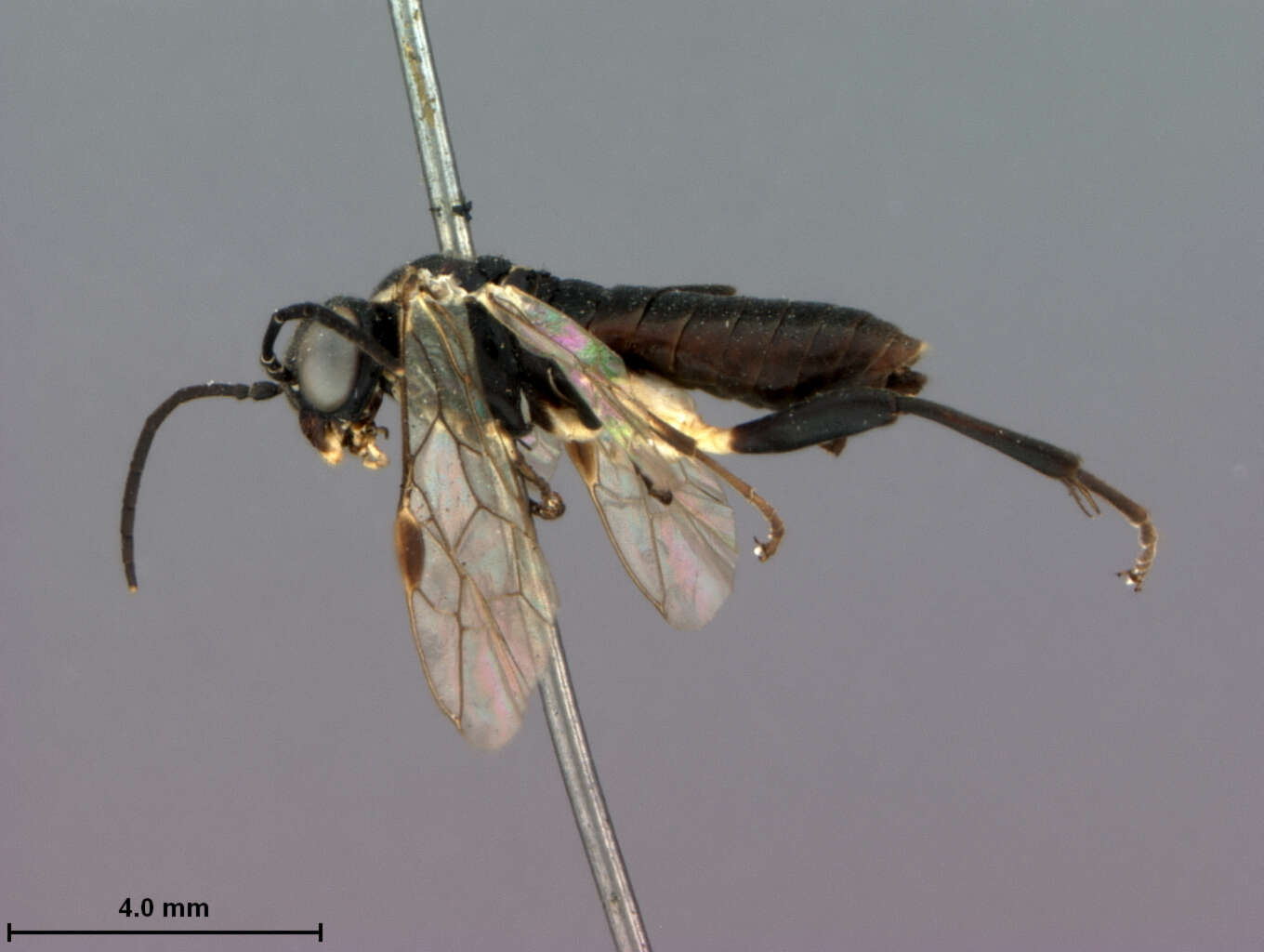 Image of Macrophya melasoma Rodow 1871