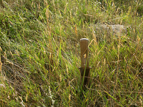 Image of June grass