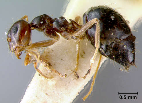 Image of False Honey Ant