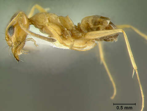 Image of Dorymyrmex flavus McCook 1879