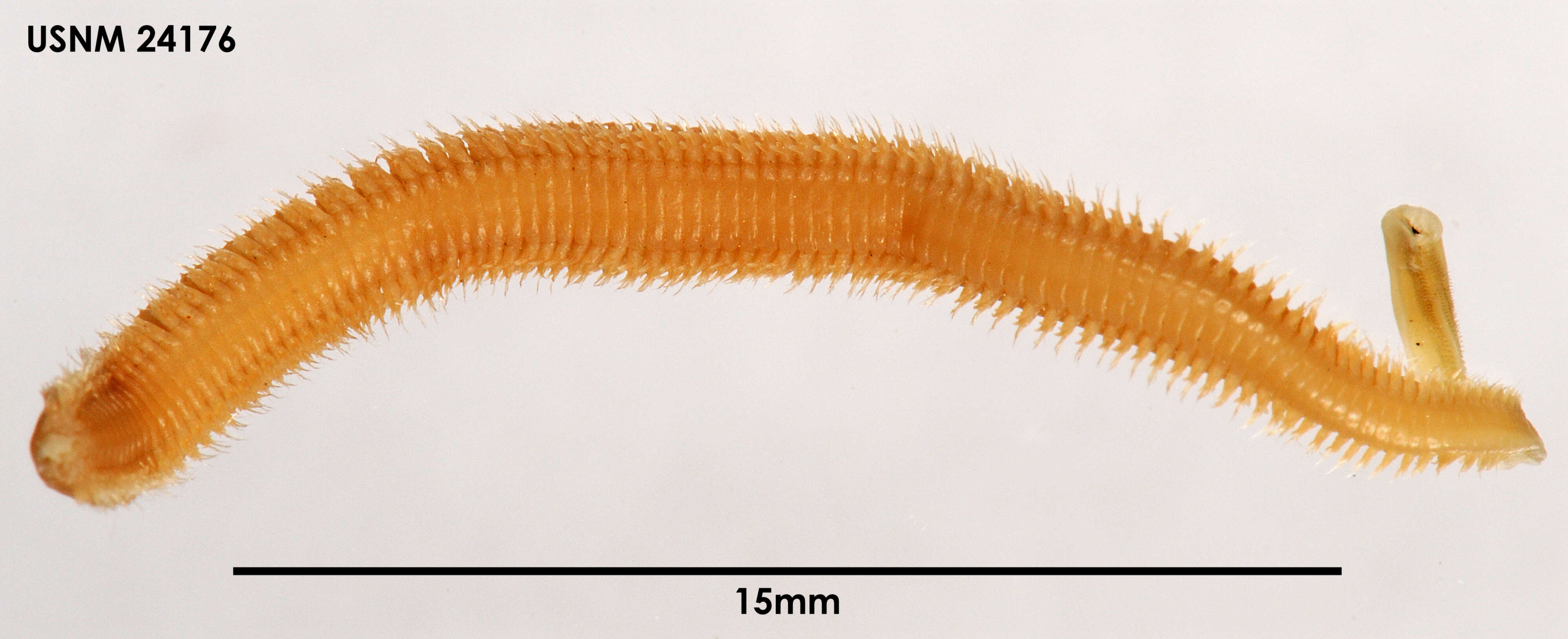 Glycinde Müller 1858 resmi