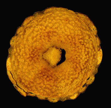 Image of Piptadenia minutiflora Ducke