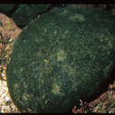 Image of Codium spongiosum