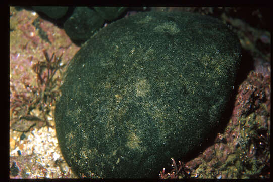 Image of Codium spongiosum