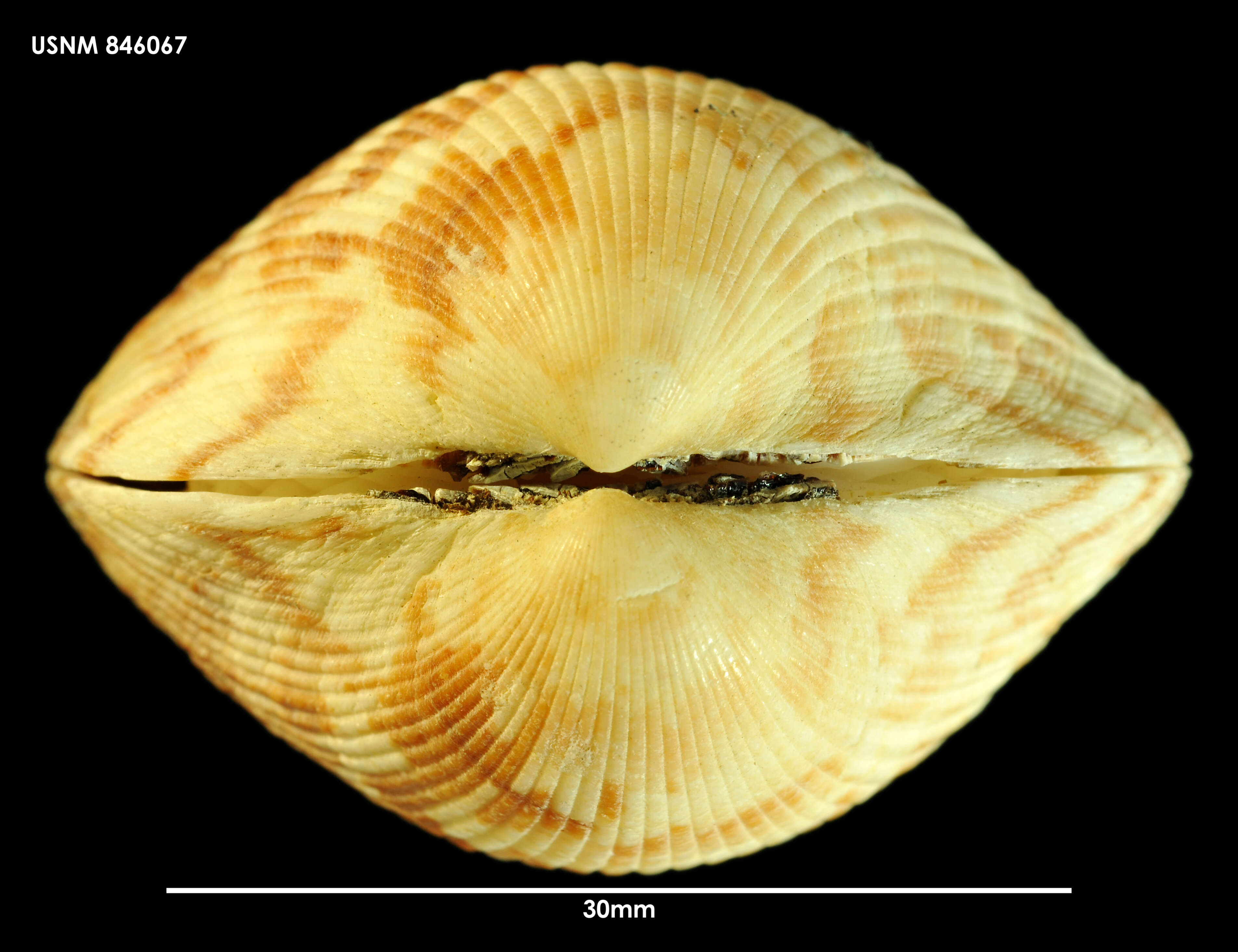 Image of Tucetona laticostata (Quoy & Gaimard 1835)
