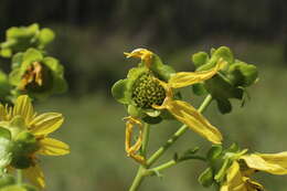 Image of kidneyleaf rosinweed