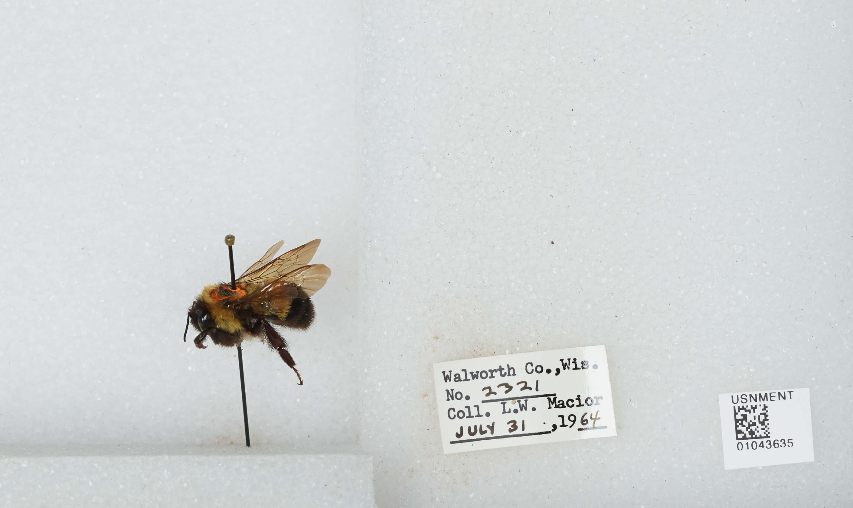 Слика од Bombus affinis Cresson 1864