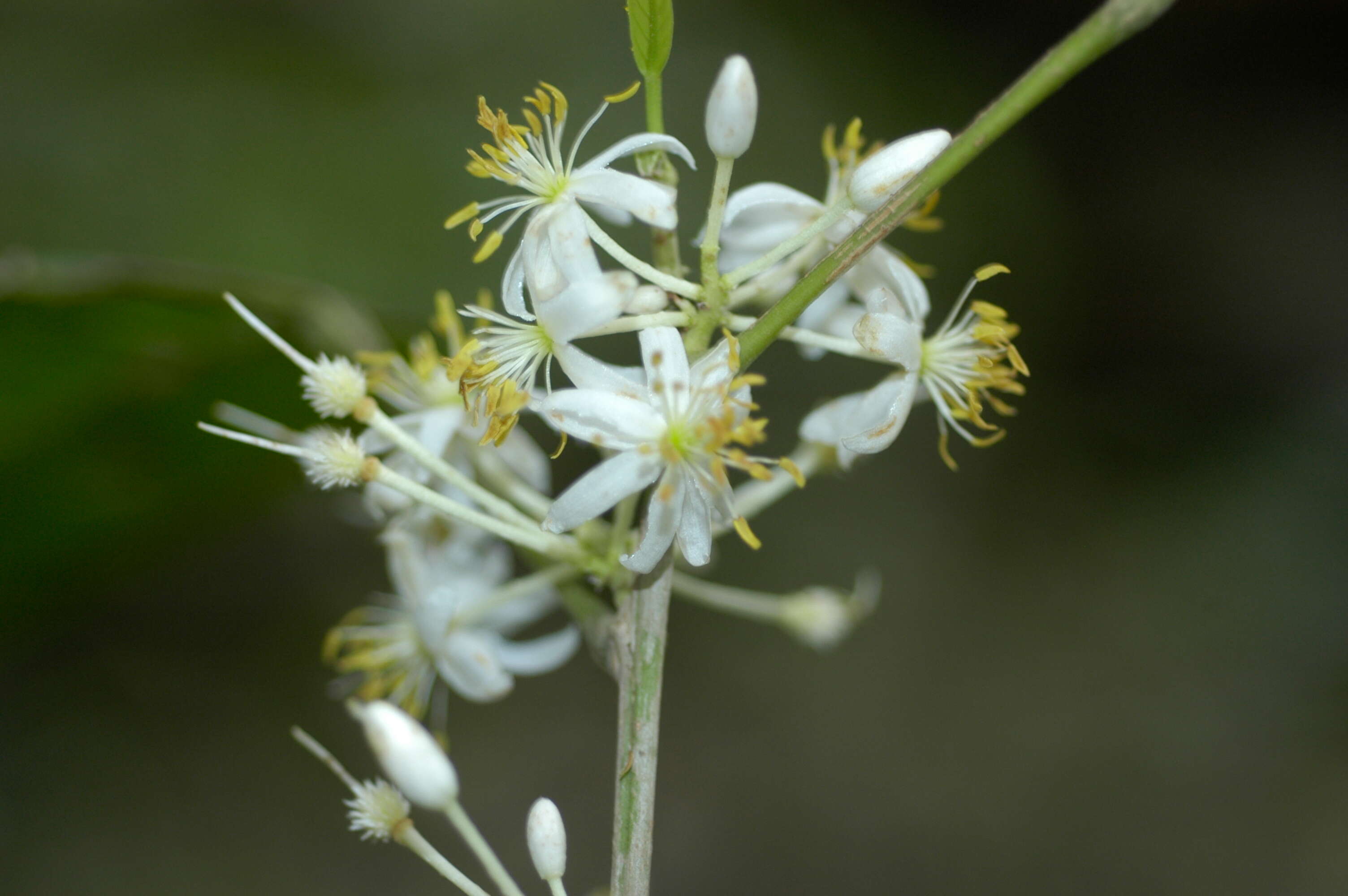Image of Sloanea guianensis (Aublet) Benth.