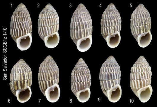 Image of Cerion watlingense Dall 1905