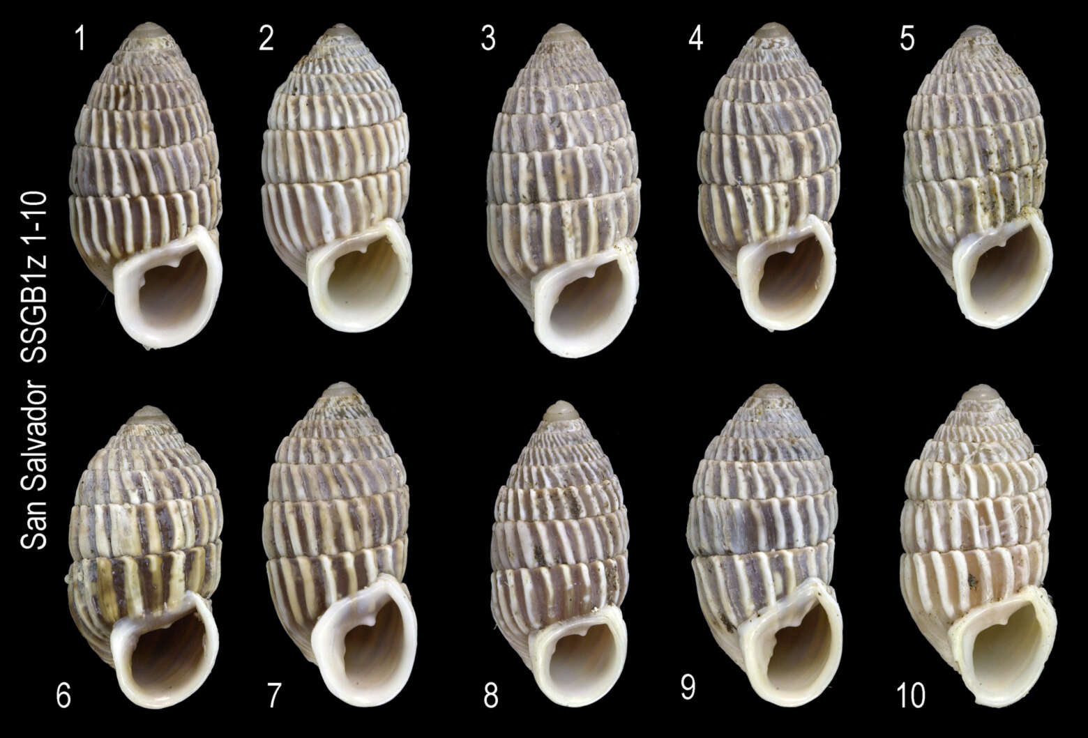 Image of Cerion watlingense Dall 1905