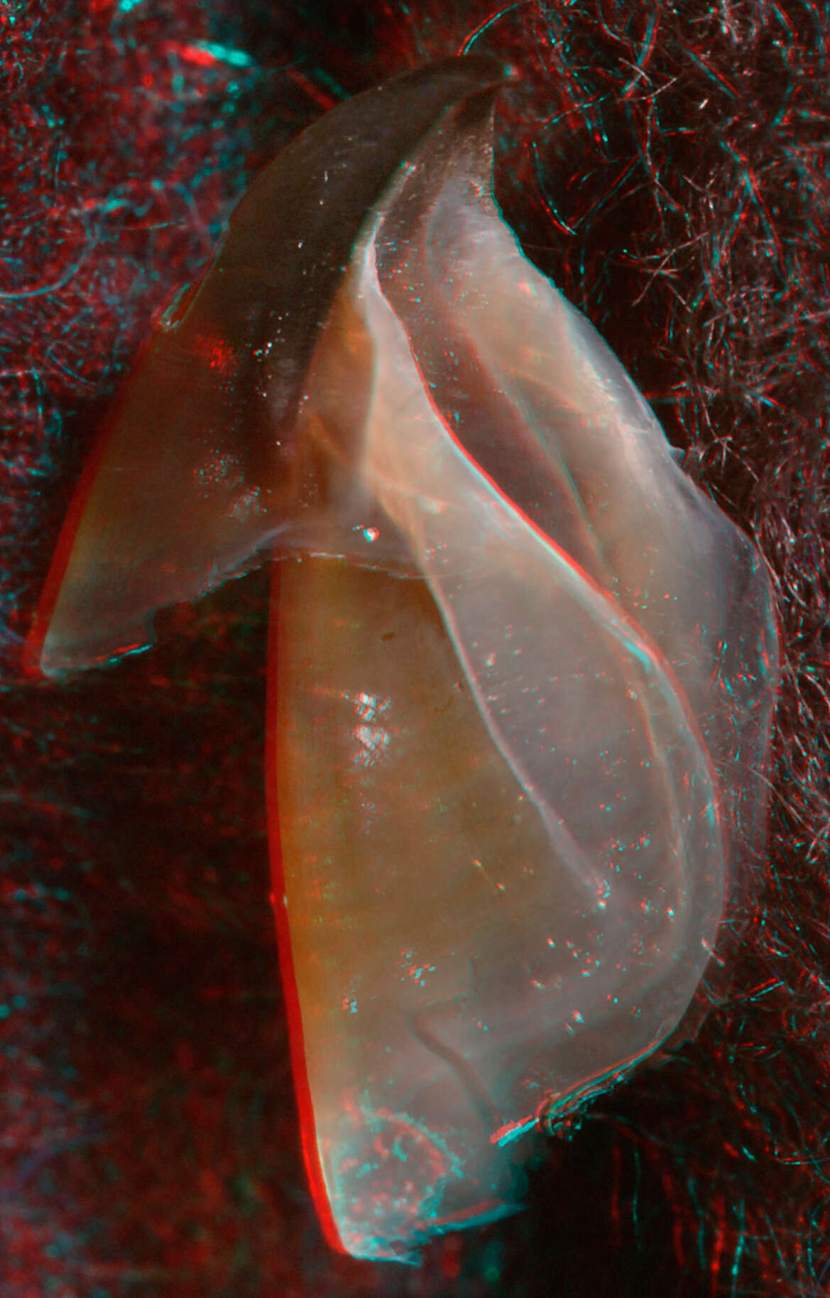 Image of pink scaled squid