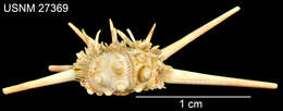 Image de Acanthocidaris hastigera A. Agassiz & H. L. Clark 1907