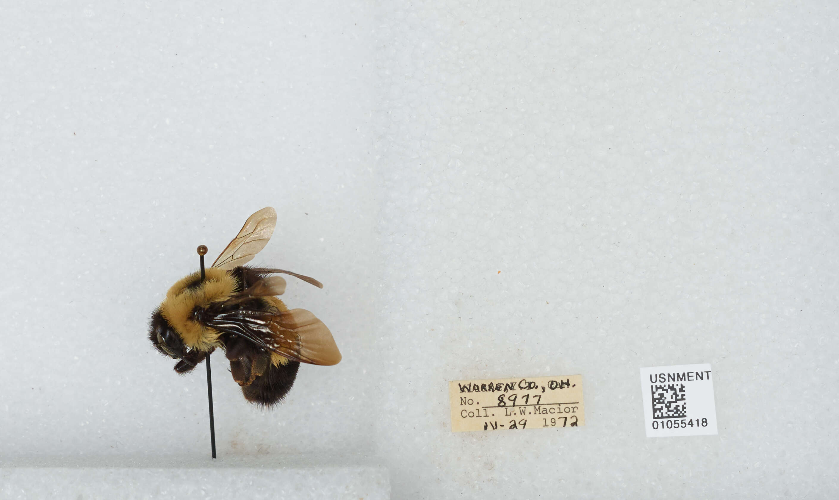 Слика од Bombus affinis Cresson 1864