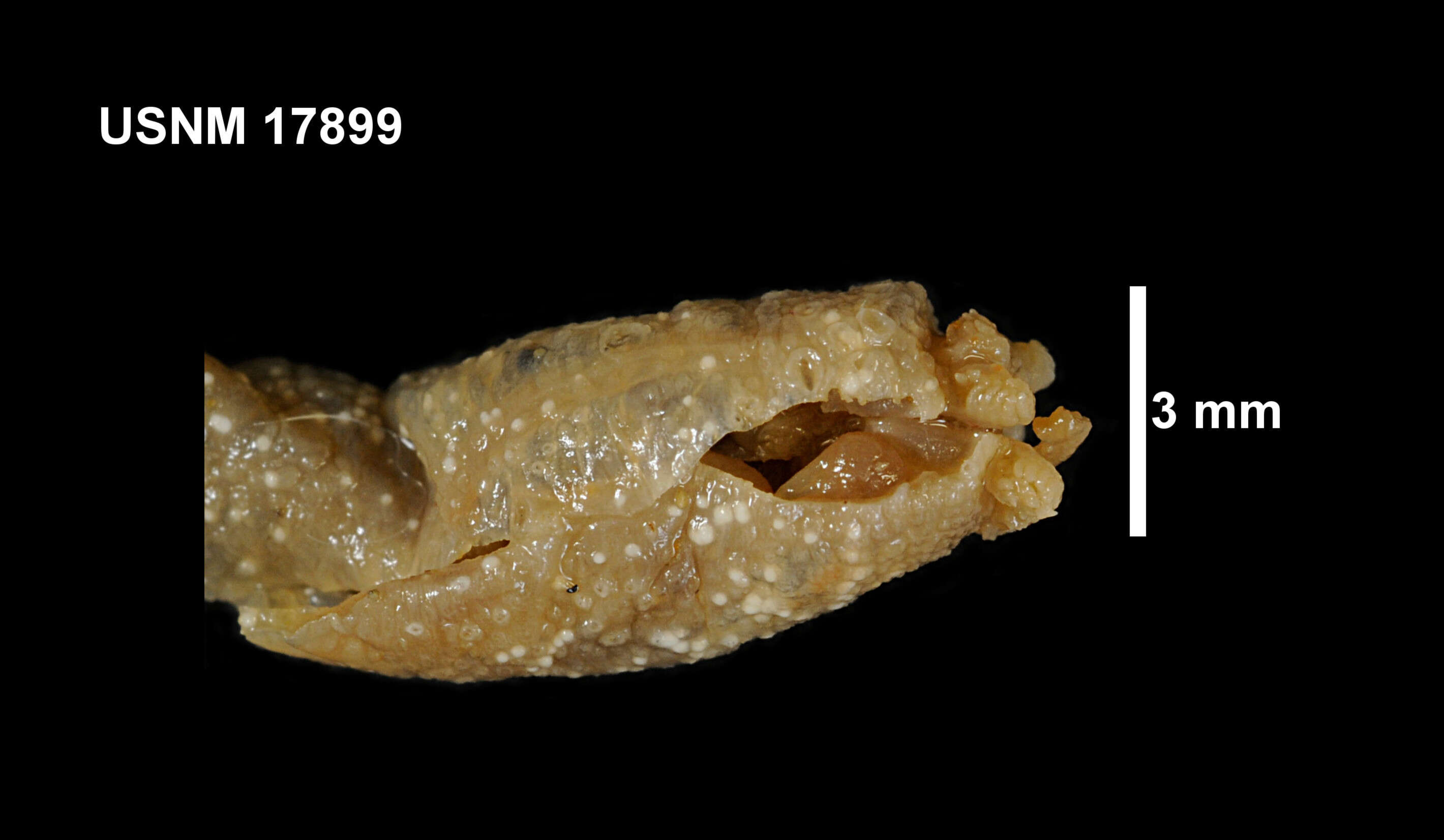 Plancia ëd Taeniogyrus australianus (Stimpson 1855)