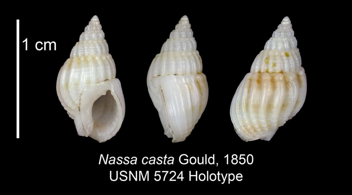 Image of Nassarius castus (Gould 1850)
