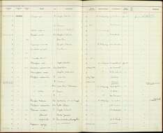 صورة Chalybura urochrysia melanorrhoa Salvin 1865