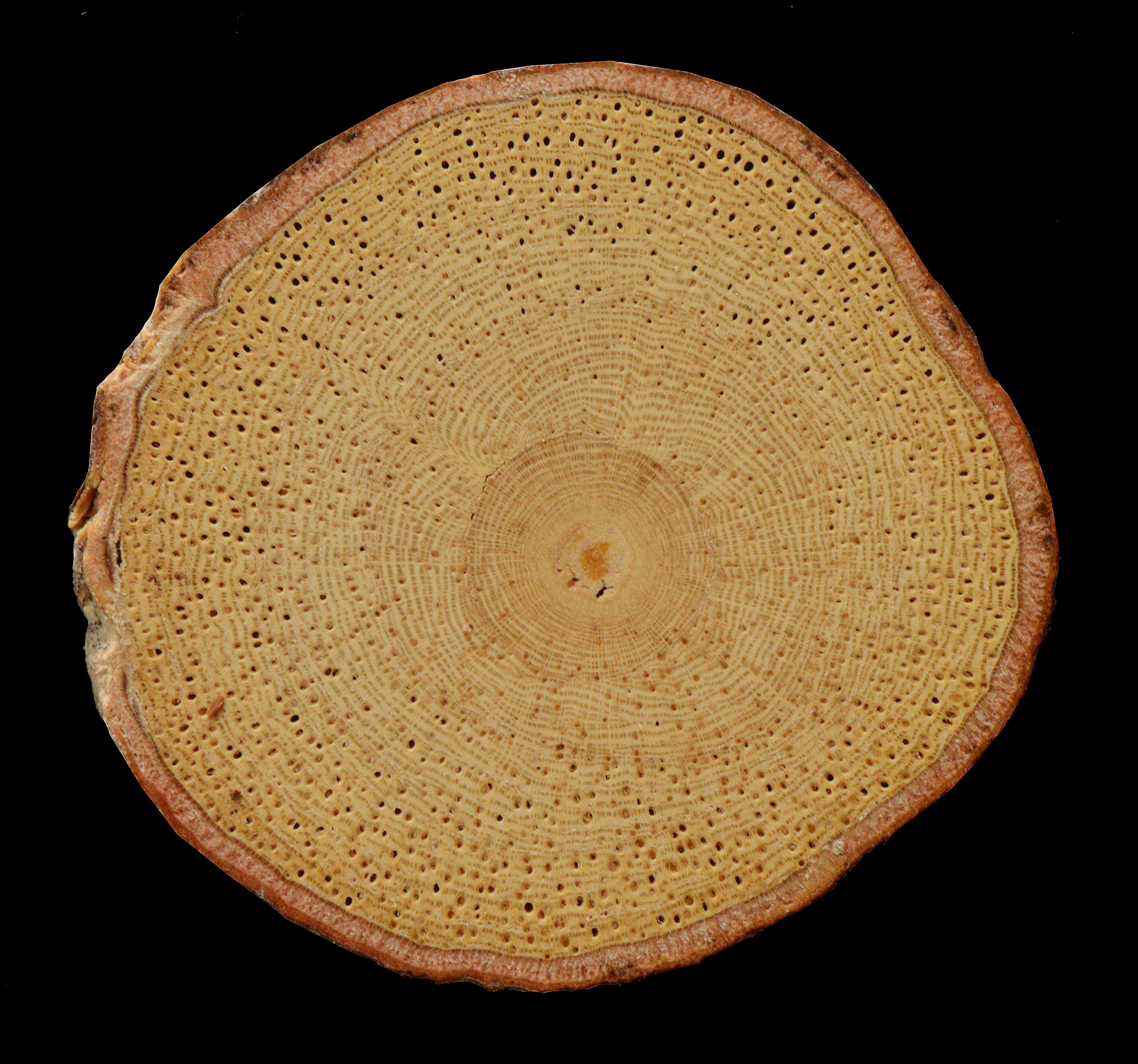 Image of Lonchocarpus negrensis Benth.