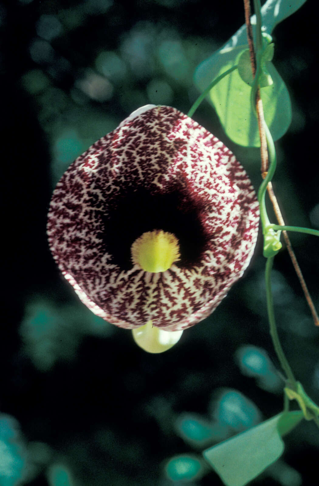 Image of elegant dutchman's pipe