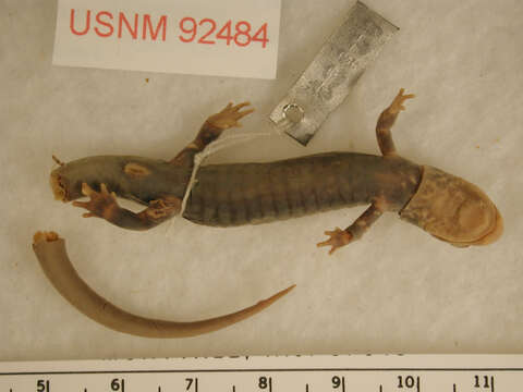 Plancia ëd Plethodon ouachitae Dunn & Heinze 1933