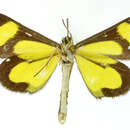 Image of <i>Flavinia chibcha</i> Schaus