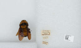 Image of Sonoran Bumble Bee