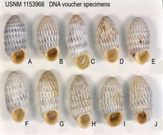 Image of Cerion uva knipensis H. B. Baker 1924