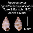 Imagem de Macroceramus aguadoresensis fasciatus C. Torre & Bartsch 2008