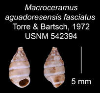 Imagem de Macroceramus aguadoresensis fasciatus C. Torre & Bartsch 2008