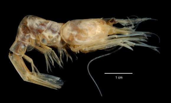 Image de Chorismus antarcticus (Pfeffer 1887)