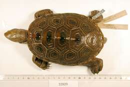 Image of Malaclemys terrapin littoralis (Hay 1904)