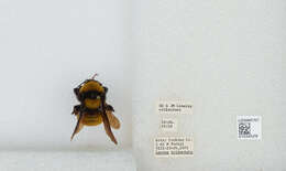 Image of Sonoran Bumble Bee