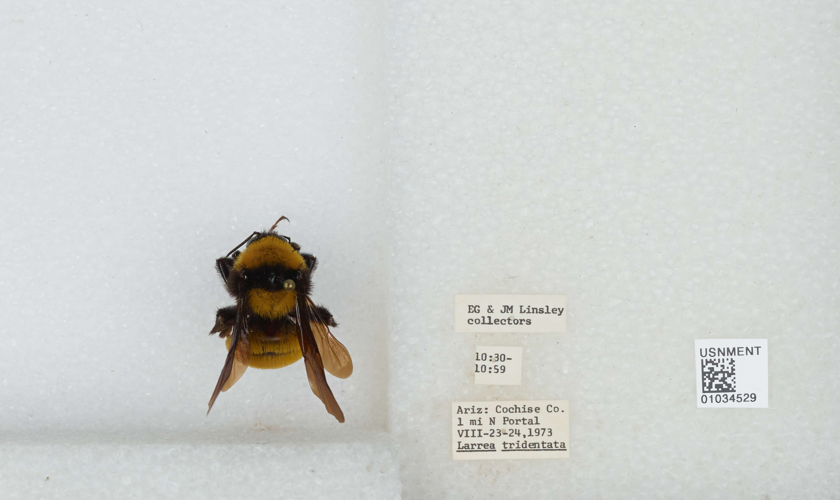 Слика од Bombus sonorus Say 1837