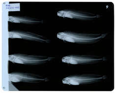 Image of Istiblennius edentulus (Forster & Schneider 1801)