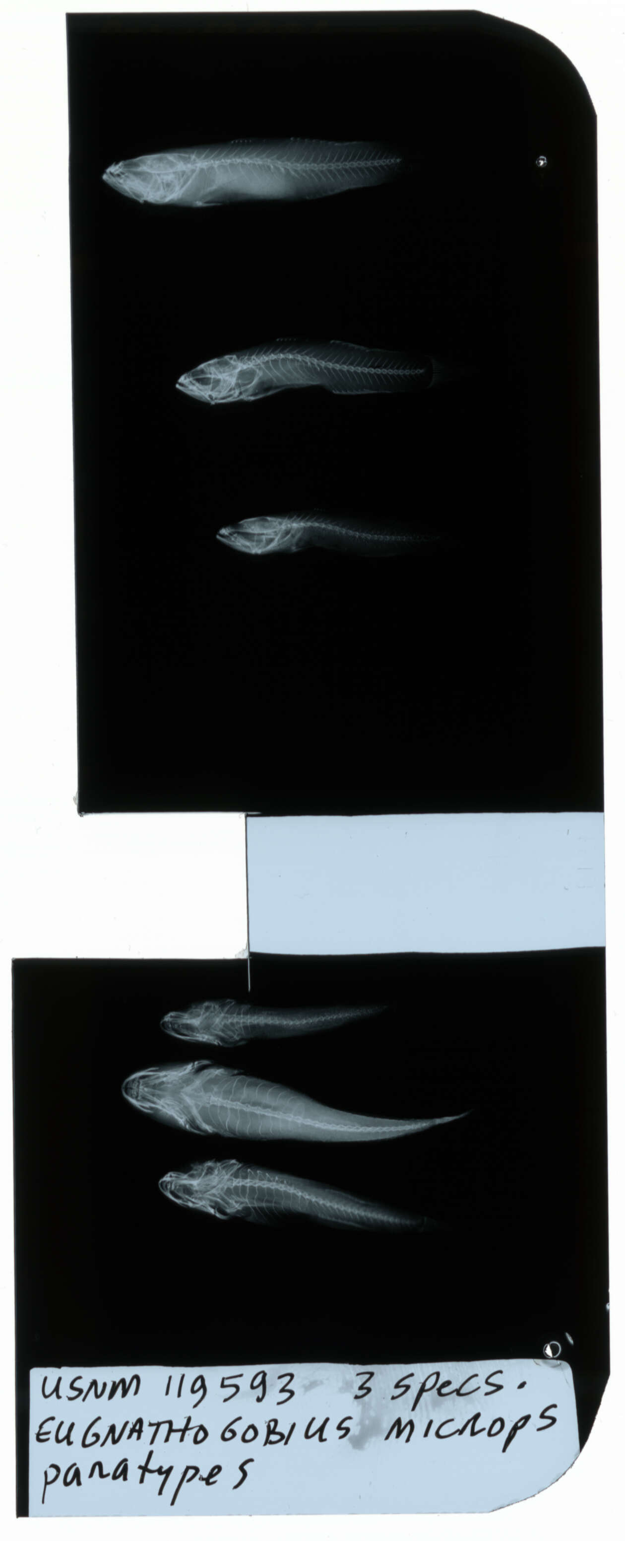 Image of Eugnathogobius microps Smith 1931