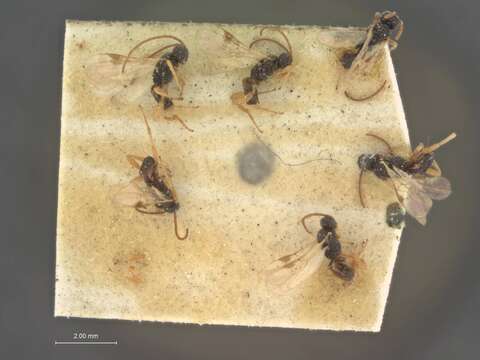 Image of Microplitis gortynae Riley 1881