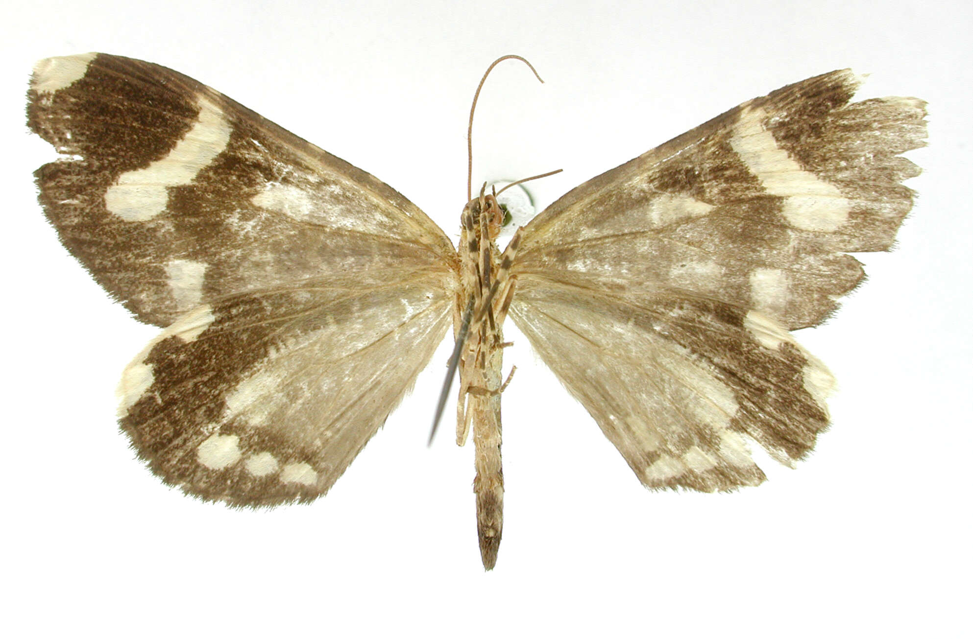 Image of Erebochlora decolor Dognin 1909