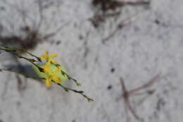 Image de Hypericum cumulicola (Small) P. Adams