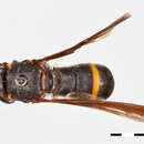 Image of Tenthredomyia grahami Shannon