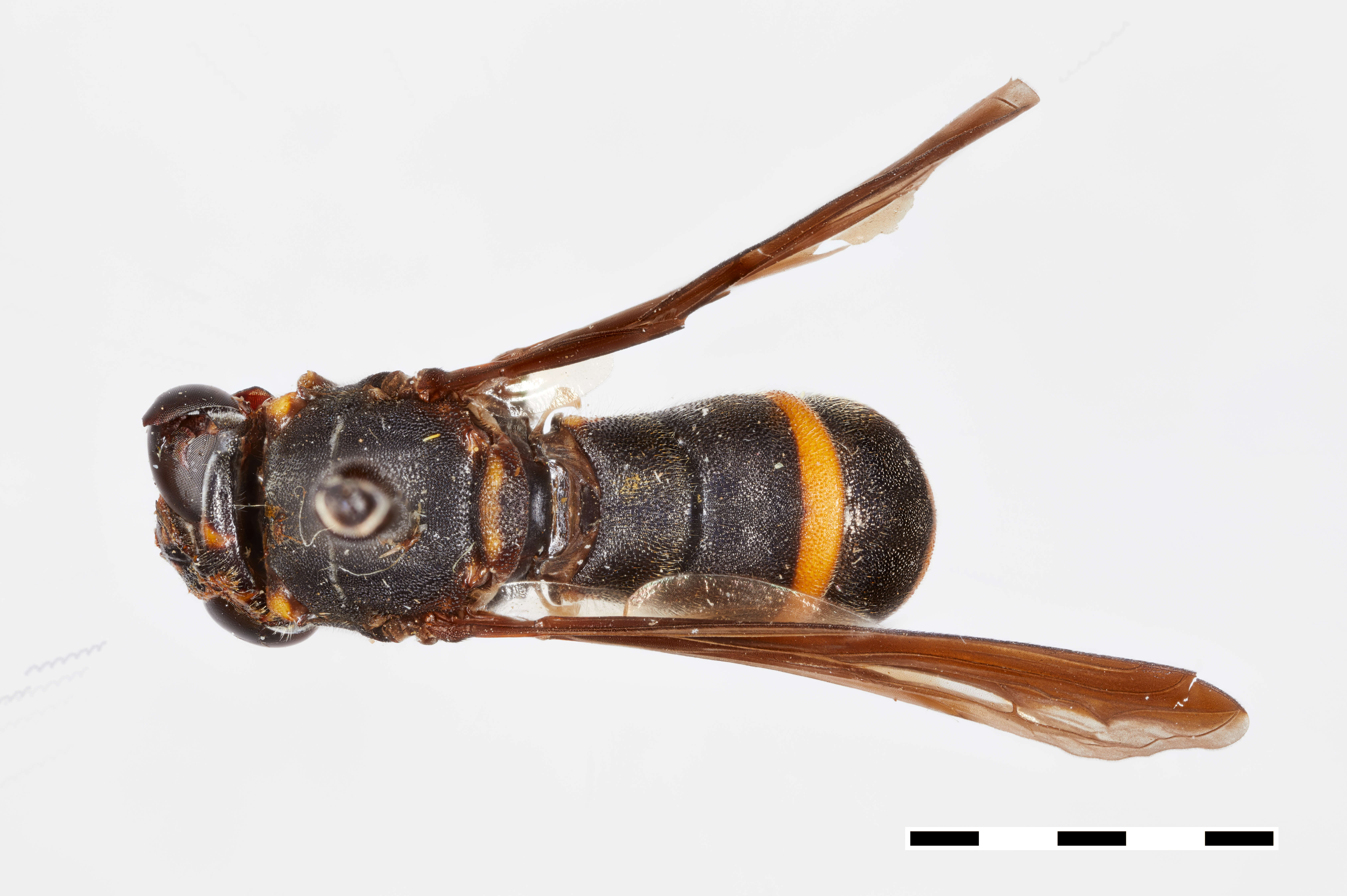 Image of Tenthredomyia
