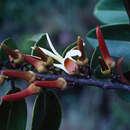 Image of Xylopia discreta (L. fil.) Sprague & Hutch.